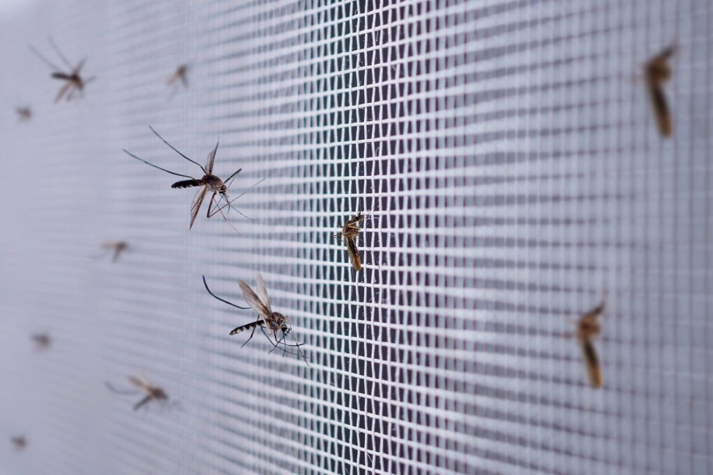 Mosquito net installation
